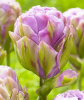 Тюльпан Violet Pranaa, 1 шт