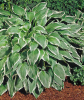 Хоста Undulata Albomarginata