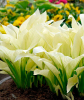 Хоста White Feather