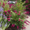 Будлея Давида Royal Red, (Р9)