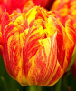 Тюльпан Flaming Baby, 2 шт