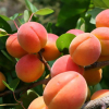 Абрикос колоновидний Санні