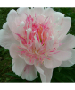 Півонія Do Tell