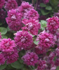 Клематис Purpurea Plena Elegans