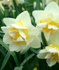 Нарцисс White Lion