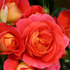 Троянда флорібунда Гебрюдер Грімм (Gebruder Grimm)