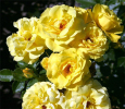 Роза флорибунда Фрезія (Friesia)