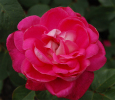 Троянда чайно-гібридна Акапелла (Acapella)
