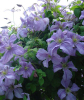 Клематис Blue Angel
