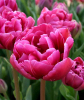 Тюльпан Margarita, 2 шт