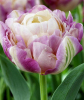 Тюльпан Sweet Desire, 1 шт