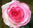 Роза чайно-гибридная Дольче Віта (Dolce Vita)