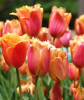 Тюльпан Ламбада (Lambada), 2 шт
