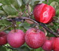 Яблуня червоном'яса Байя Маріса