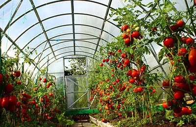 томати в теплиці