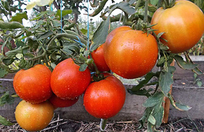 плоди томатів