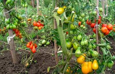 томаты на открытом грунте